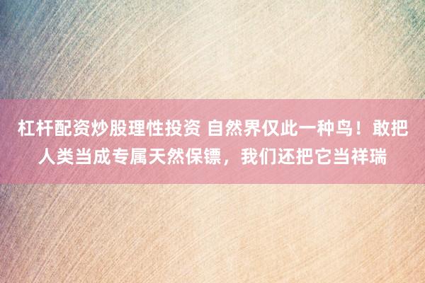 杠杆配资炒股理性投资 自然界仅此一种鸟！敢把人类当成专属天然保镖，我们还把它当祥瑞